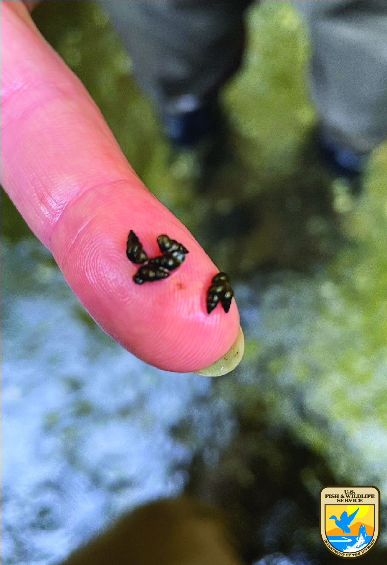 New Zealand Mud Snails FWS.gov
